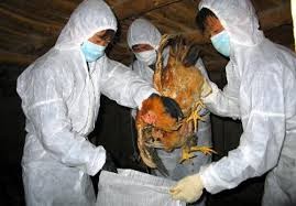 បណ្ដាដំបន់បង្កើនការបង្កាប្រឆាំងអាសន្នរោគផ្ដាសាយបក្សី A H7N9 និង A H5N1 - ảnh 1